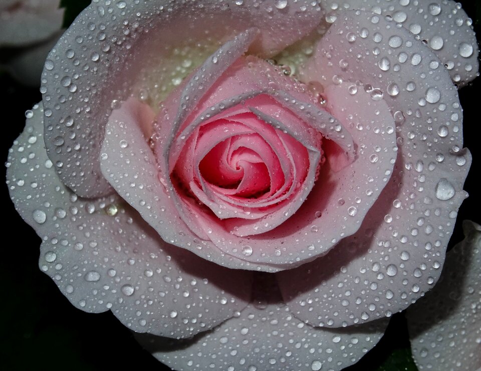 Passionately blossom bloom