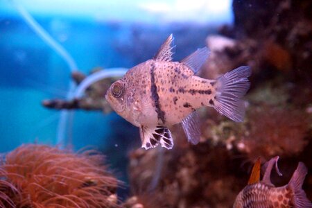Yellow apogon fish tropical