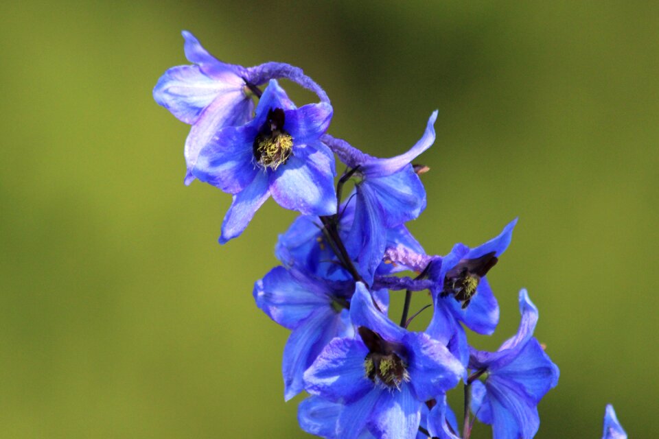 Flower blue green background