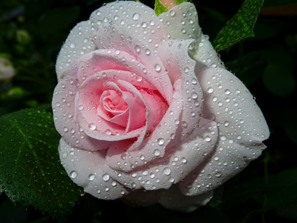 Passionately blossom bloom