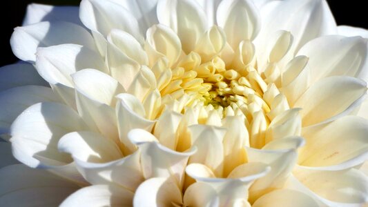 White flower plant