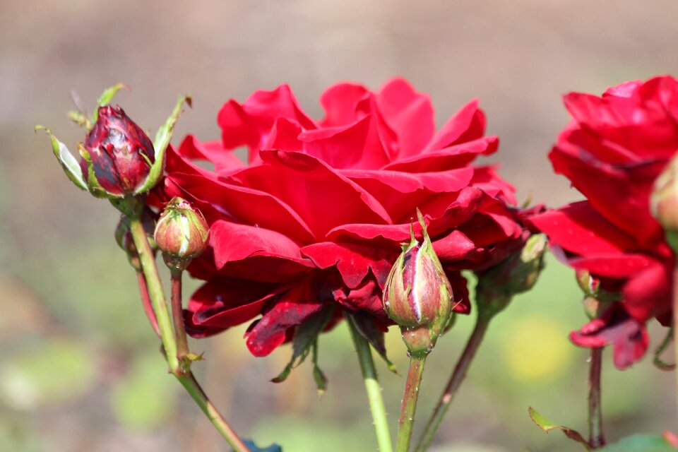 Beautiful flower tender rose macro