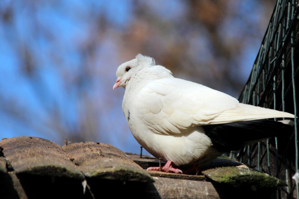 Living nature animals bird