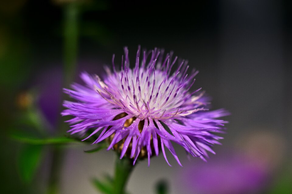 Blossom bloom macro