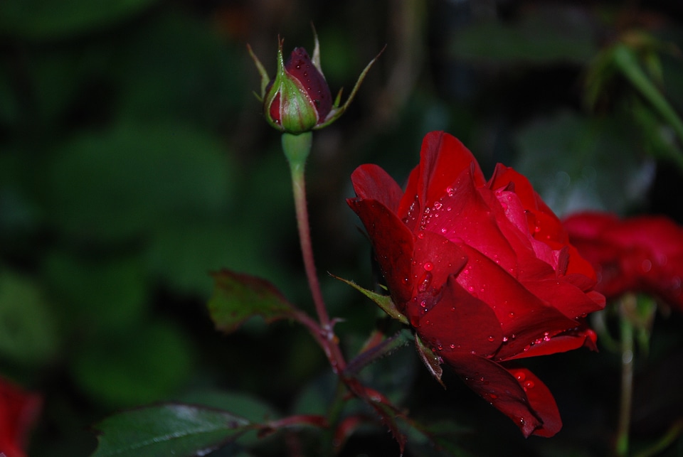 Flower rose drops