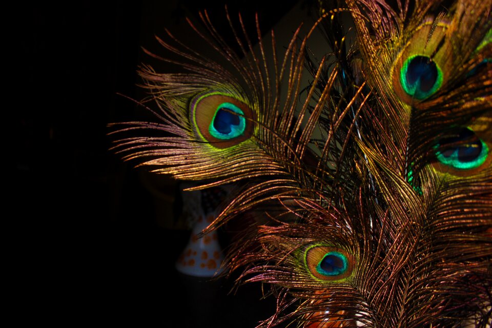 Peacock house creative