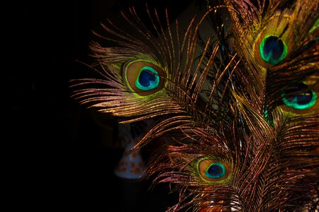Peacock house creative