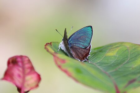Butterfly green butterfly blue butterfly photo