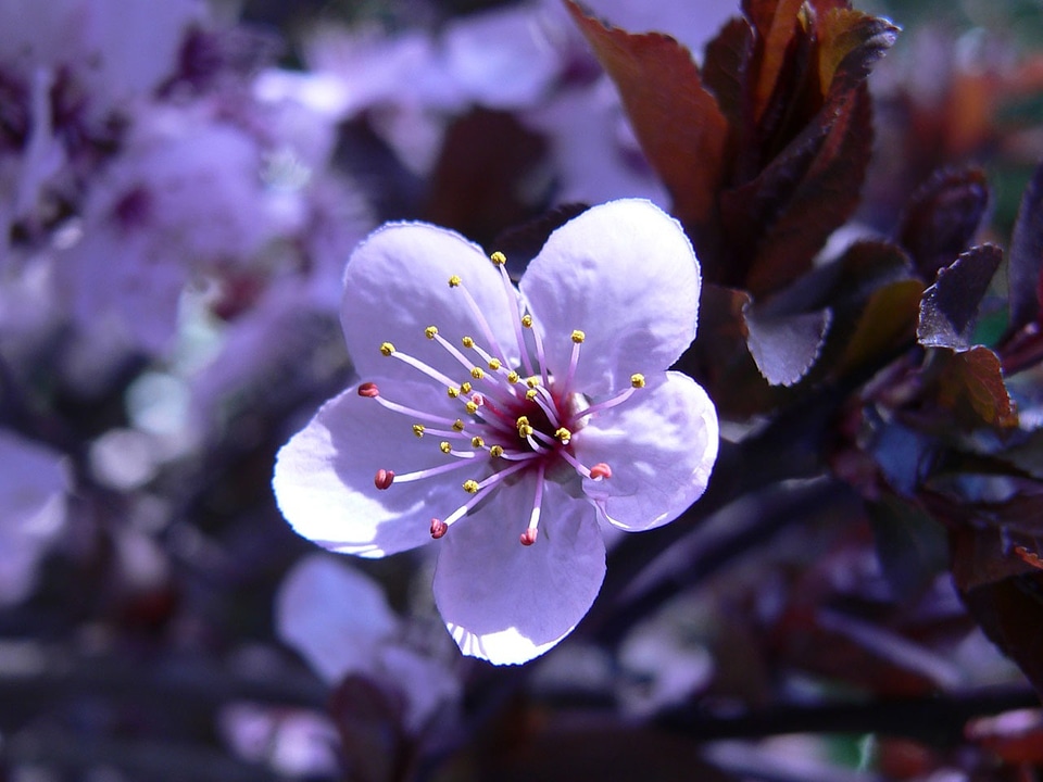 Flower blossom spring