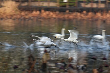 Bird wild birds waterfowl
