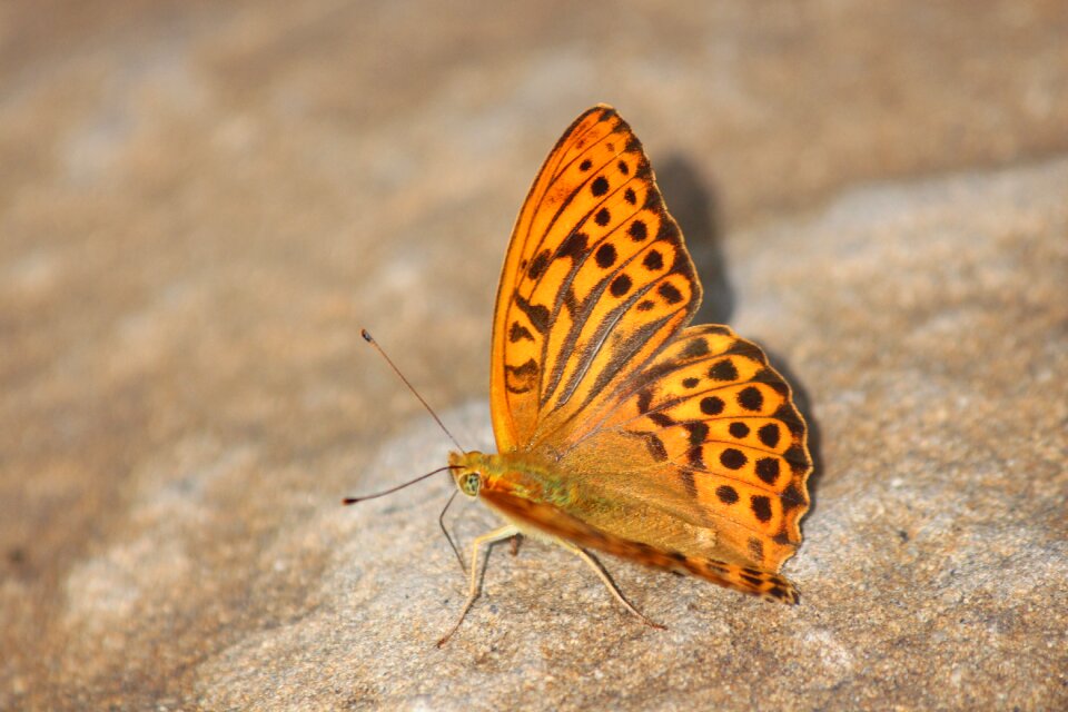 Red butterfly nature insect