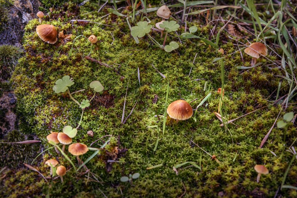 Autumn moss plant