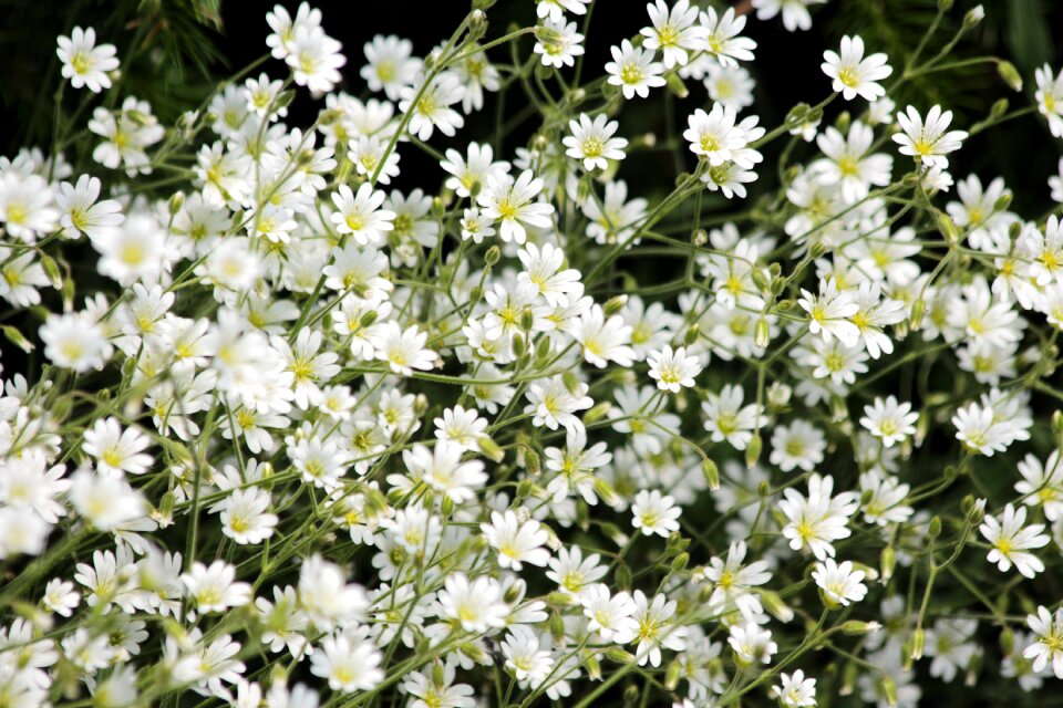 Summer nature flora