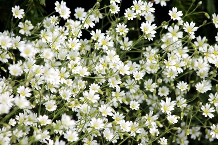 Summer nature flora