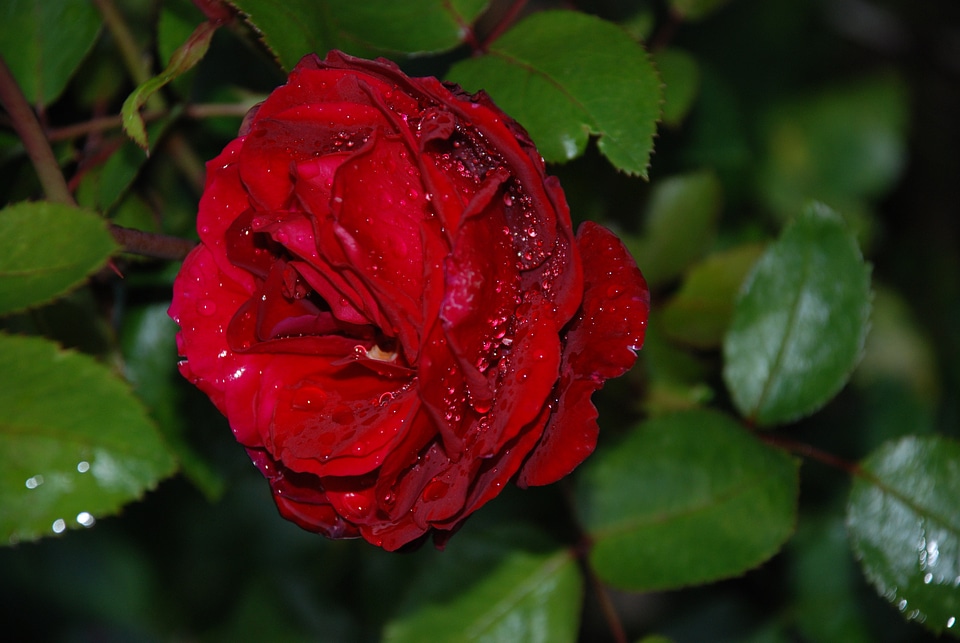 Flower pink rose