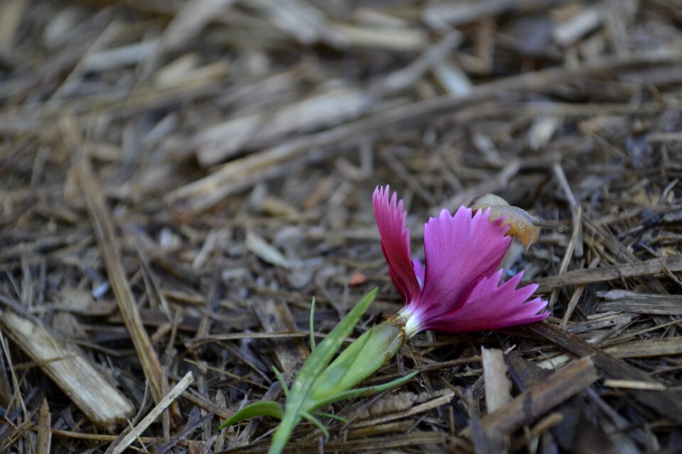 Nature wildlife blossom