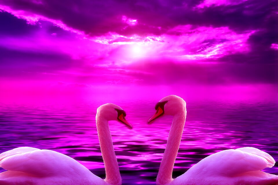 Nature water bird animal world