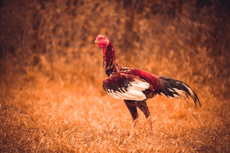 Farm cock india