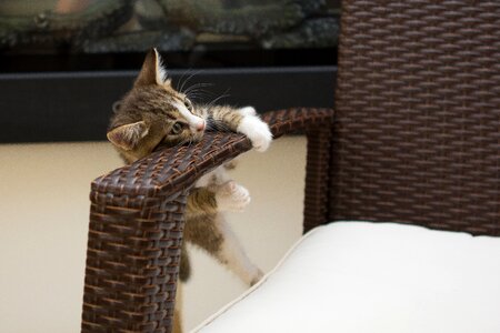 Funny cat kittens