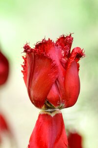 Double tulip spring beauty photo
