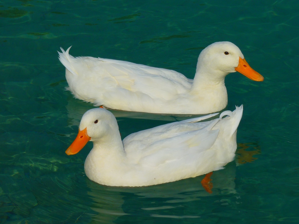 Duck white ducks