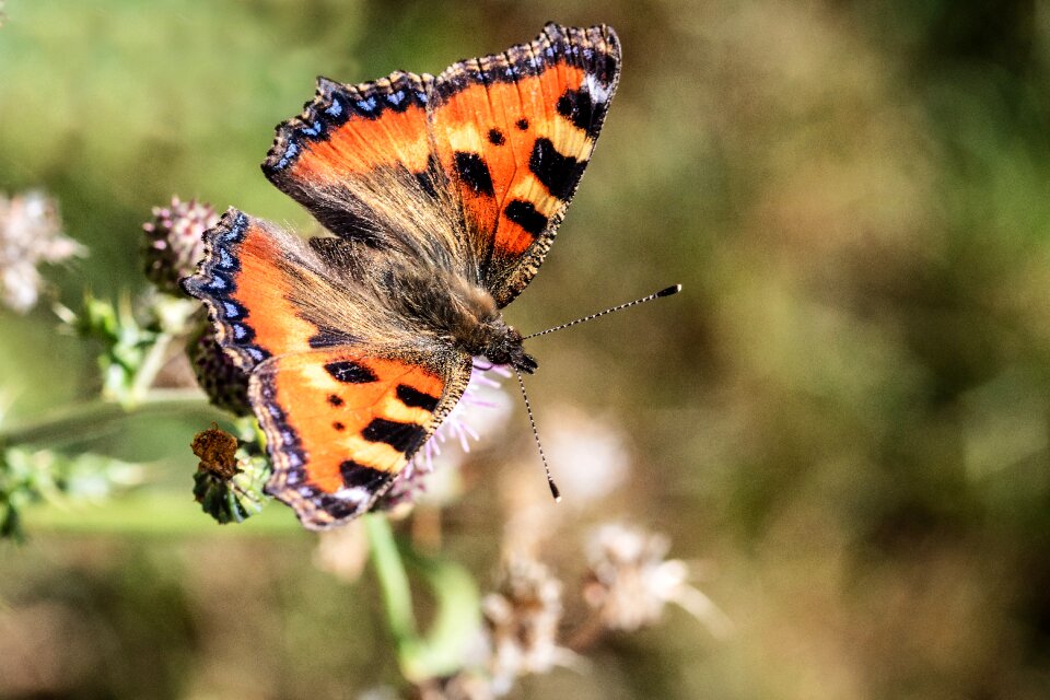 Butterflies on the flower seats milk thistle photo