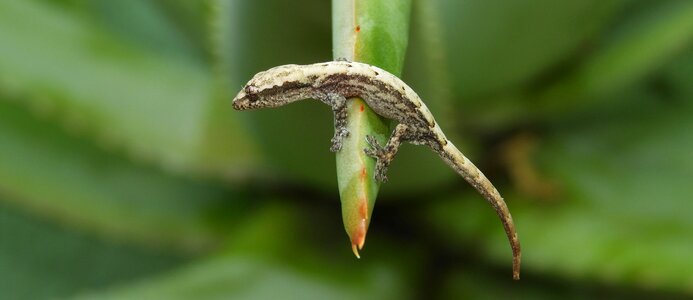 Animal lizard colombia