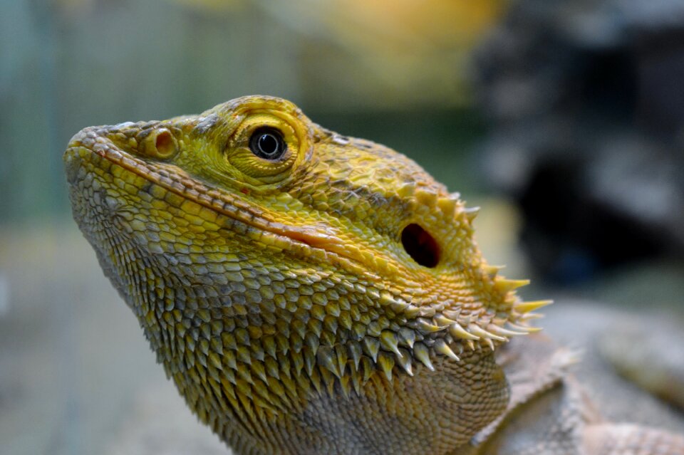 Iguana animal world close up