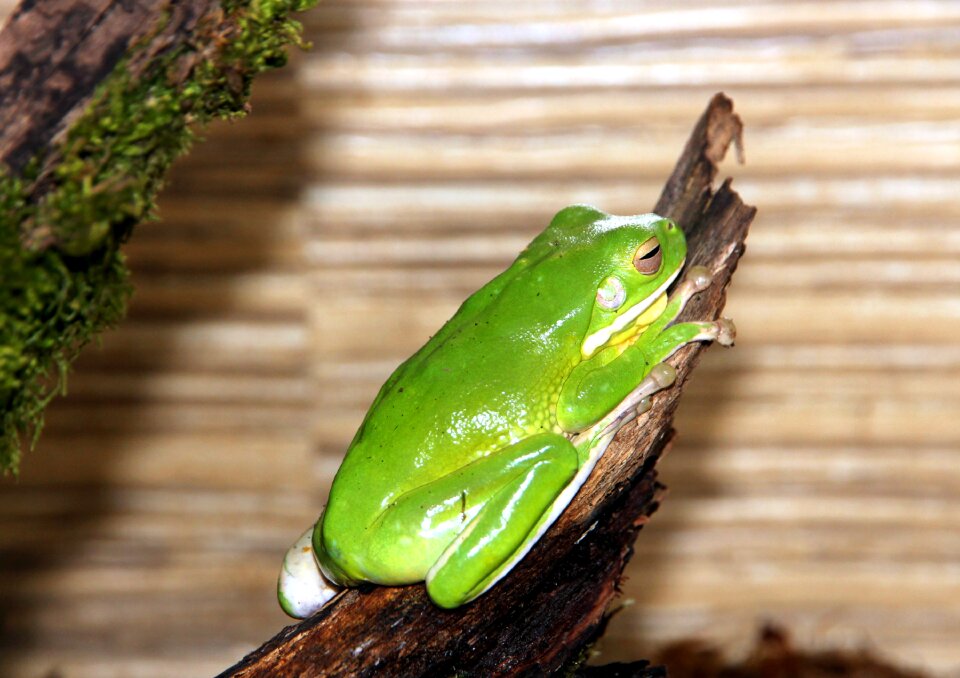 Green frog fauna closeup
