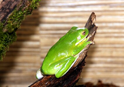 Green frog fauna closeup photo