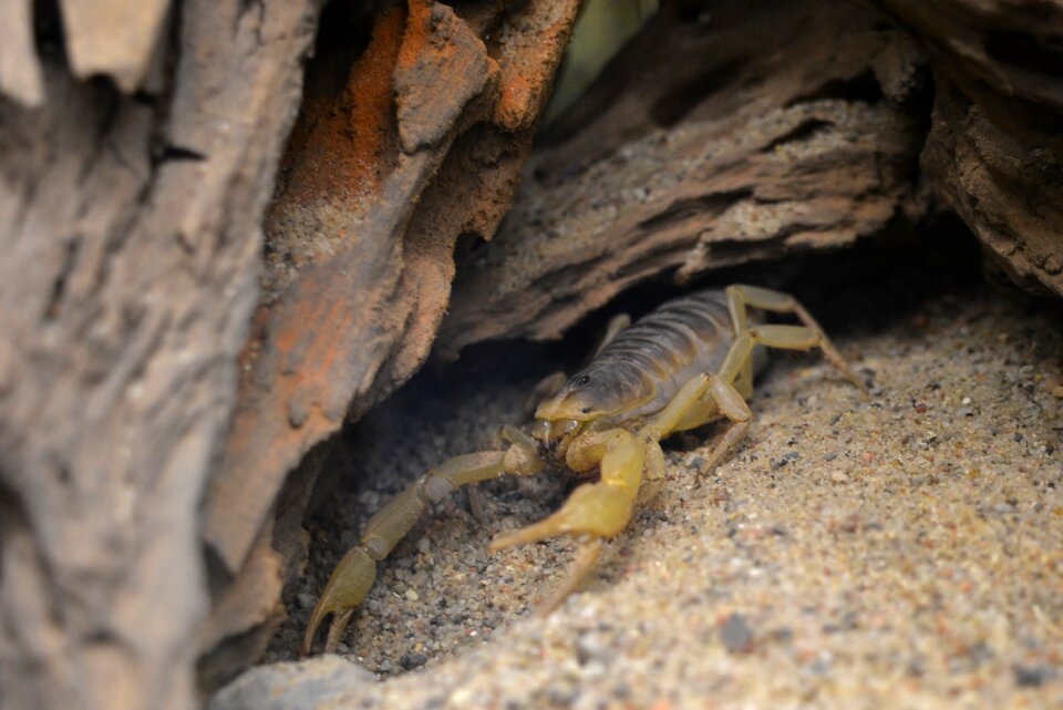 Arthropod toxic animal world