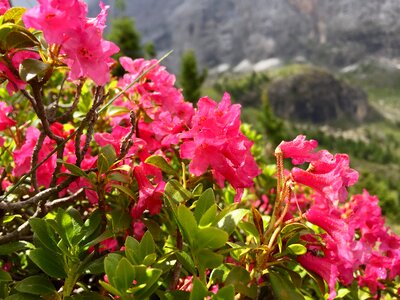 Flowers the dolomites the nature of the