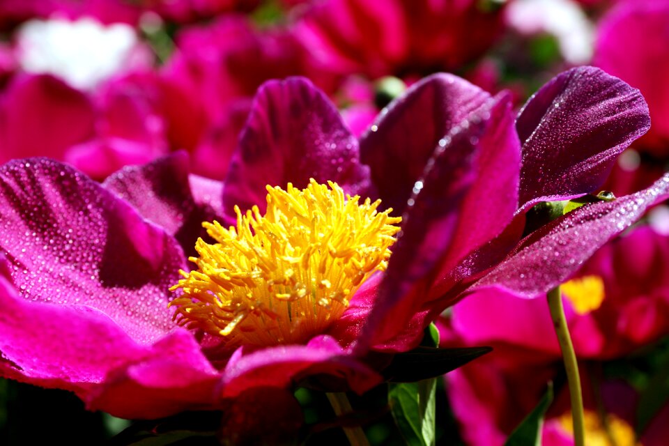 Peony peonies seoul national university park