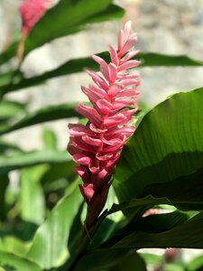 Flowers tropical plants