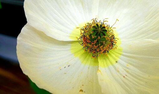 Poppy flower pistil