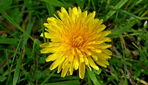 The petals nature meadow
