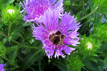 Bug summer butterfly bush
