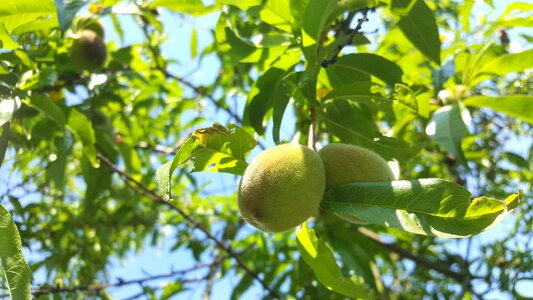 Mature tree pome fruit