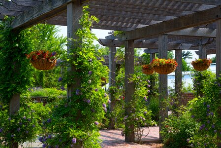 Garden summer nature
