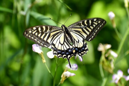 Flowering plant green butterfly