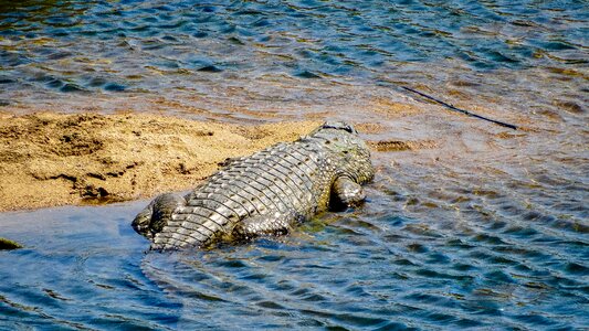 Wild reptile nature