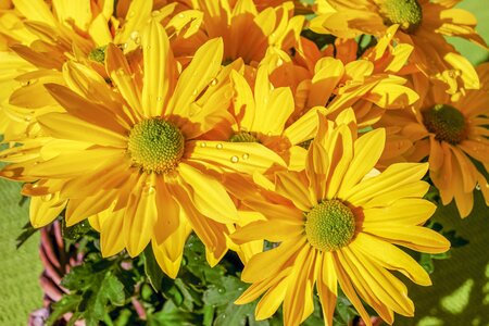 Blossom bloom yellow
