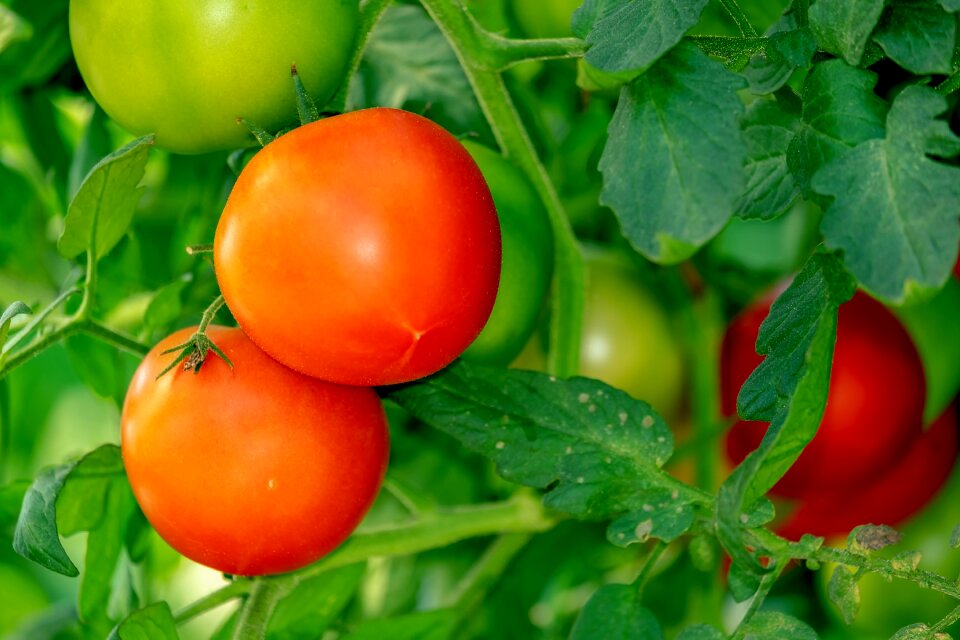 Nachtschattengewächs bush tomatoes tomatenrispe