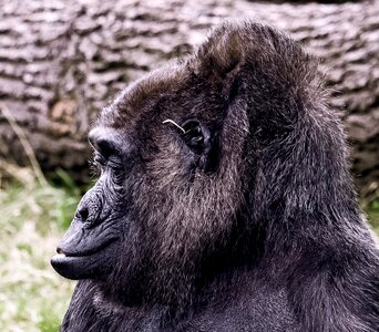 Animal world monkey portrait