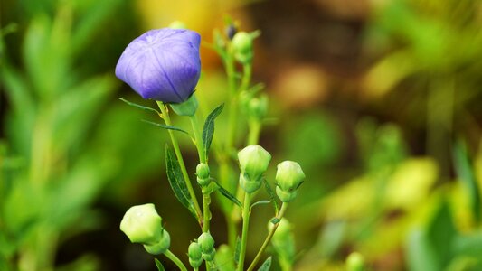 Behold plants korean flower