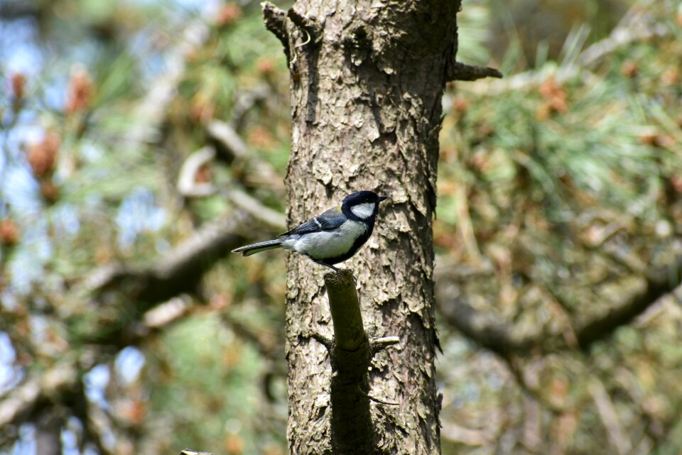 Bird wild birds tits