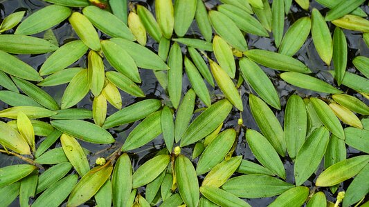 Nature plants green