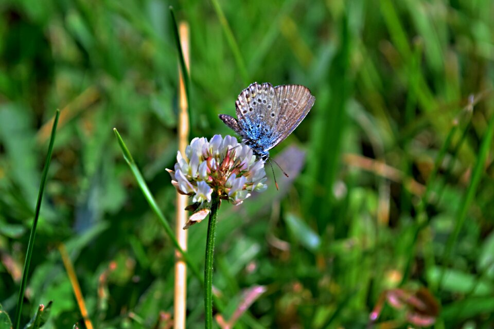 Butterfly meadow macro photo