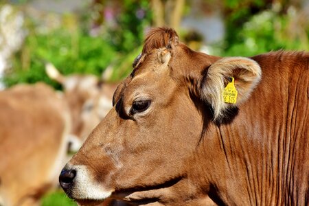 Ruminant livestock dairy cattle photo