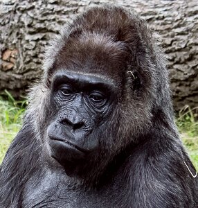 Animal world monkey portrait
